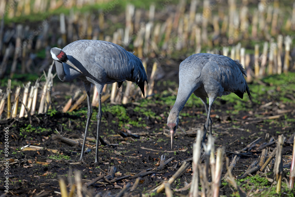 Canvas Prints Common cranes on a corn field // Kraniche (Grus grus) auf einem Mais-Feld