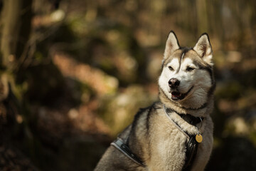 happy siberian husky dog portrait hiking in the woods in early springtime