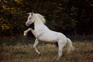 beautiful and handsome white horse with long mane standing on back legs by the sunset shows his temperament