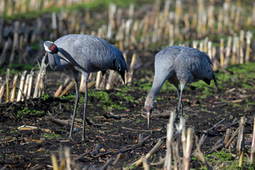 Common cranes on a corn field // Kraniche (Grus grus) auf einem Mais-Feld © bennytrapp