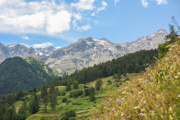 montagna estate verde baite masi Val di Sole Pejo Trentino Peio alpi cime alp 