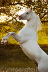 Naklejka na ściany i meble beautiful and handsome white horse with long mane standing on back legs by the sunset shows his temperament
