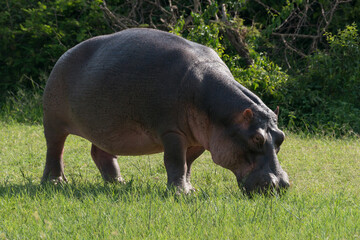 Grazing Hippopotamus in a meadow