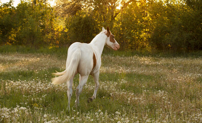 Obraz na płótnie Canvas lovely and young American paint horse with one blue eye standing in high green grass by the sunset 