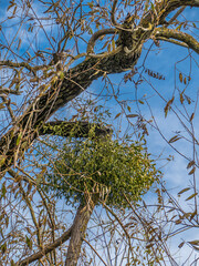 Misteln auf Baum im Herbst