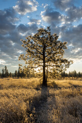 Sun behind tree in the morning.