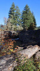 A few trees near the Wildwood Falls