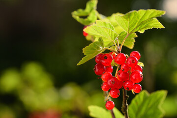 Close up of ripe red currants glowing in the sun, against a dark background, with space for text