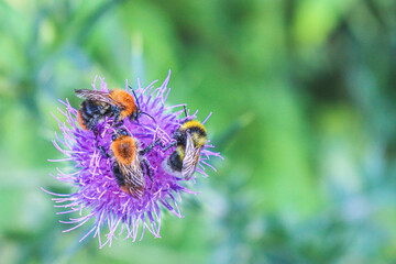 bee on a flower