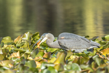 Heron with a small fish in its beak.