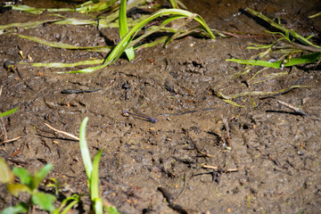 dragonfly in the mud