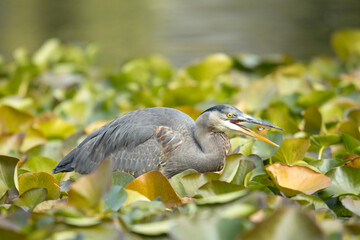 Heron catches a fish.