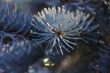 A fluffy branch of a blue spruce with bright needles glowing in the sunlight close-up outdoors in a sun glare. New Year card. Christmas background.