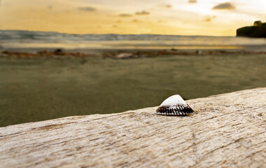 
seashell on tree trunk on the beach