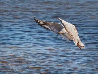 Fliegende Möwe über dem Meer