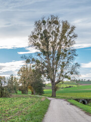 Obraz premium Misteln auf Baum im Herbst