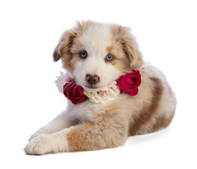 Australian Shepherd Puppy with red flowers