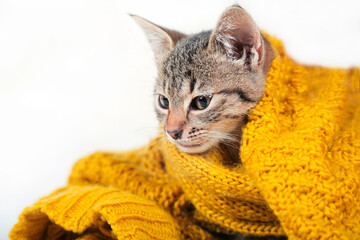 Small cute tabby kitten lying on orange soft woolen sweater. Cozy winter or autumn concept.
