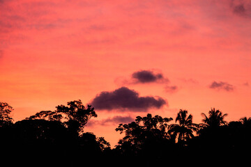 
silhouette of trees and palms at sunset beach
