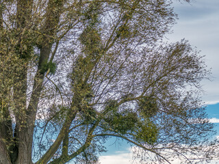 Obraz premium Misteln auf Baum im Herbst