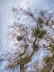 Misteln auf Baum im Herbst