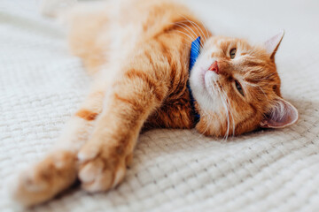 Ginger cat relaxing on couch in living room wearing collar against fleas. Pet having good time