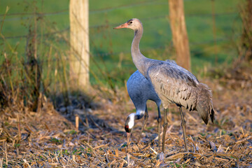 Common cranes on a corn field // Kraniche (Grus grus) auf einem Mais-Feld © bennytrapp