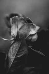 Black and white close up photo on roses