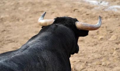Fotobehang Stierenvechten aggressive bull running on the bullring in the traditional spectacle of bullfight  © alberto