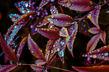colorful leaves covered in droplets on a rainy day
