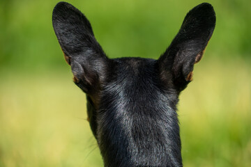 The back of the head of a black chihuahua