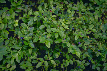 Thickets of wild forest blueberries on a blurred natural background close-up.