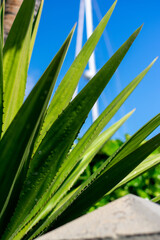 aloe vera plant