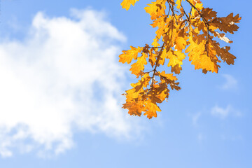 autumn background, yellowed oak leaves on a tree branch in autumn, leaf fall season,