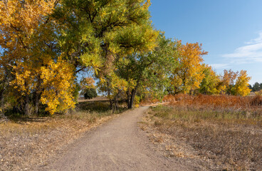 Big Colorful Fall Trees Along Winding Dirt Path