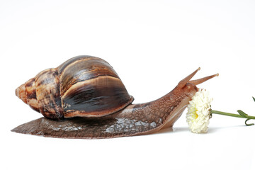giant african snail Achatina on a white background with a flower, domestic snails, snail slime for skin care in cosmetology, alternative medicine