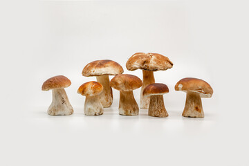Beautiful fresh porcini mushrooms  on white background isolated season healthy food 