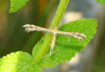 Plume Moth (Crombrugghia laetus)
