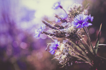 A bunch of field flowers and grain, mostly blue loggerheads