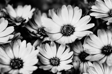 Black and white Osteospermum flowers