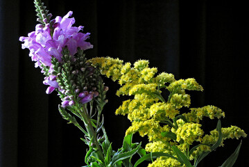 Flor Tango, Vara-dourada ( Solidago canadensis) e Flor Boca-de-leão ( Antirrhinum majus)