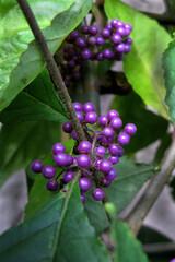 Flor Callicarpa