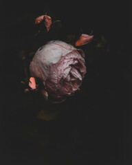 a close up on a pink garden rose covered in raindrops and with some buds on the side of it, with dark background