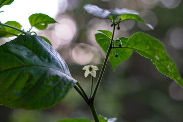 Carolina Reaper Blossom in the Garden
