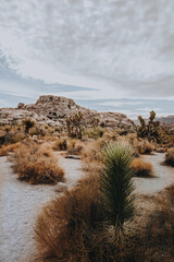 Joshua Trees and Trails