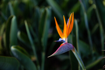 Plakat Exotic tropical flower Strelizia Reginae also named Bird of Paradise. Native to South Africa.Floral background.