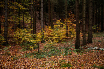 Autumn landscape, ground covered with yellow foliage in fall forest near Pravcicka gate (Prebischtor), Bohemian Switzerland national park, Hrensko, Czech Republic
