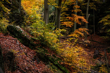 Autumn landscape, ground covered with yellow foliage in fall forest near Pravcicka gate (Prebischtor), Bohemian Switzerland national park, Hrensko, Czech Republic