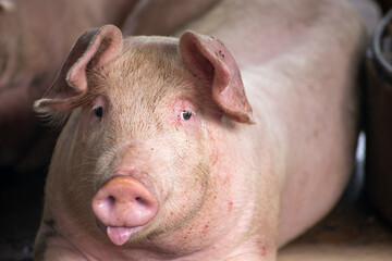 A fat piglet lying in the farm