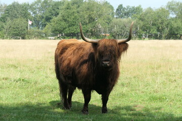 A Scottish highlander is standing in the meadow looking straight into the camera.